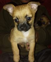 Chorkie Puppies for sale in Dresden, ME 04342, USA. price: NA