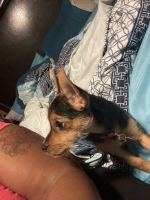 Chorkie Puppies for sale in Wilmington, DE 19802, USA. price: NA
