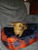 Chorkie Puppies for sale in Cleveland, TN 37323, USA. price: NA