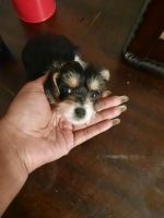 Chorkie Puppies for sale in Cary, NC, USA. price: NA