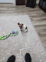 Chorkie Puppies for sale in Lincolnton, NC 28092, USA. price: NA