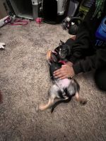 Chorkie Puppies for sale in Aurora, CO, USA. price: NA