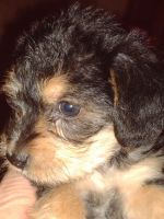 Chorkie Puppies for sale in Hillsdale County, MI, USA. price: NA