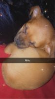 Chorkie Puppies for sale in 3779 Grant Rd, Ellenwood, GA 30294, USA. price: NA
