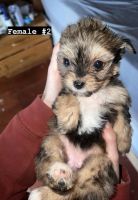 Chorkie Puppies for sale in Fort Worth, TX, USA. price: NA