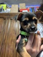 Chorkie Puppies for sale in Lytle, TX 78052, USA. price: NA