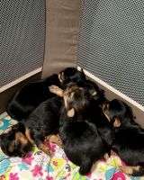 Chorkie Puppies for sale in Crawfordsville, IA 52621, USA. price: NA