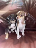 Chorkie Puppies for sale in Albuquerque, NM 87110, USA. price: NA