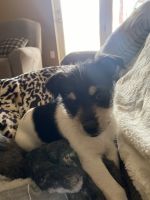 Chorkie Puppies for sale in Carrollton, TX 75006, USA. price: NA