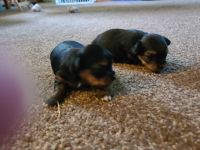 Chorkie Puppies Photos