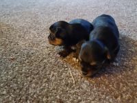 Chorkie Puppies for sale in John Day, OR 97845, USA. price: NA