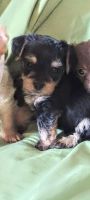 Chorkie Puppies for sale in Alvarado, TX 76009, USA. price: NA