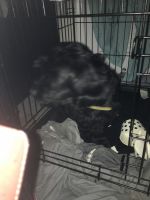 Chorkie Puppies for sale in Baltimore, MD 21244, USA. price: NA