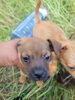 Chorkie Puppies for sale in Pearland, TX, USA. price: NA