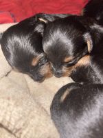 Chorkie Puppies Photos