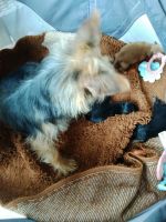 Chorkie Puppies for sale in 1425 Hatter Rd, Franklin, KY 42134, USA. price: NA