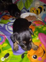 Chorkie Puppies for sale in Tucson, AZ, USA. price: NA