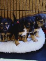 Chorkie Puppies for sale in Lake Butler, FL 32054, USA. price: NA