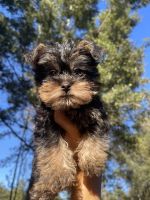 Chorkie Puppies for sale in Boca Raton, FL, USA. price: NA