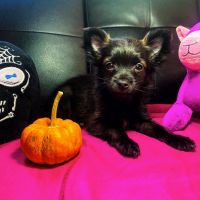 Chorkie Puppies for sale in Irvine, CA 92602, USA. price: NA