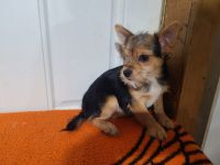 Chorkie Puppies for sale in Canton, OH, USA. price: NA