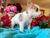 Chorkie Puppies for sale in Houston, TX, USA. price: NA