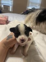 Chorkie Puppies for sale in Raleigh, NC, USA. price: NA
