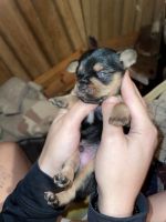 Chorkie Puppies for sale in Spur, TX 79370, USA. price: NA