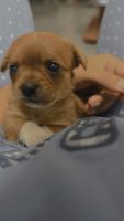Chorkie Puppies for sale in Coimbatore, Tamil Nadu, India. price: 30000 INR