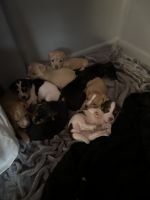 Chorkie Puppies for sale in Harrisburg, PA, USA. price: $400