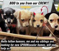 Chorkie Puppies for sale in Charlotte, NC, USA. price: $250
