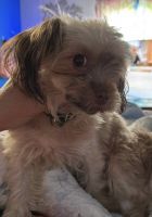 Chorkie Puppies for sale in Sidney, OH 45365, USA. price: $350
