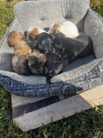 Chorkie Puppies for sale in 3779 Grant Rd, Ellenwood, GA 30294, USA. price: $200