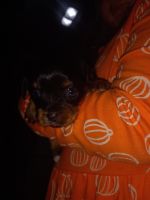 Chorkie Puppies for sale in Saucier, MS 39574, USA. price: $100