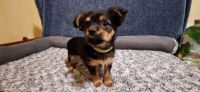 Chorkie Puppies for sale in Carthage, TX 75633, USA. price: $500