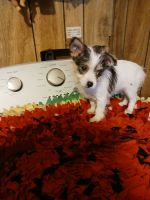 Chorkie Puppies for sale in Clyde, TX 79510, USA. price: $550