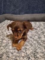 Chorkie Puppies for sale in Carthage, TX 75633, USA. price: $400