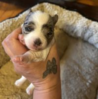 Chorkie Puppies for sale in Raleigh, NC, USA. price: $650