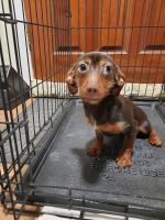 Chorkie Puppies for sale in Reno, NV, USA. price: $400