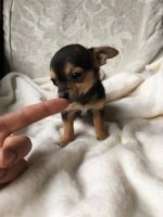 Chorkie Puppies for sale in Lancaster, CA, USA. price: NA
