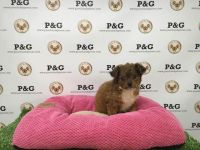 Chorkie Puppies for sale in Waco, TX, USA. price: NA