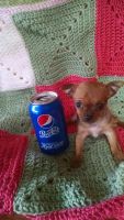 Chorkie Puppies for sale in Portland, OR, USA. price: NA