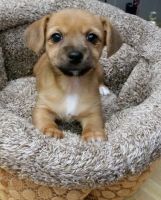 Chorkie Puppies for sale in Detroit, MI, USA. price: NA