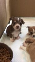 Chorkie Puppies for sale in Cedar Rapids, IA, USA. price: NA