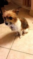 Chorkie Puppies for sale in Agua Dulce, CA 91390, USA. price: NA