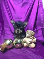 Chorkie Puppies for sale in Hartford, CT, USA. price: NA