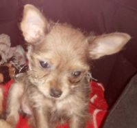 Chorkie Puppies for sale in Philadelphia, PA, USA. price: NA