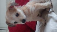 Chorkie Puppies for sale in Fenton, MI 48430, USA. price: NA