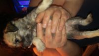 Chorkie Puppies for sale in Springdale, OH, USA. price: NA