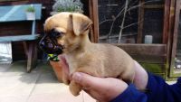 Chorkie Puppies for sale in Brooklyn, MS 39425, USA. price: NA